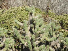 Austrocylindropuntia
