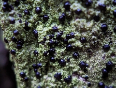 Bacidia schweinitzii