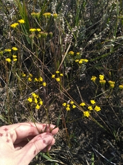 Bupleurum scorzonerifolium