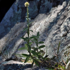 Pterocaulon