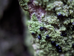 Bacidia schweinitzii