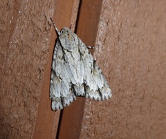 Acronicta thoracica