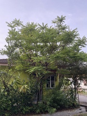 Averrhoa bilimbi