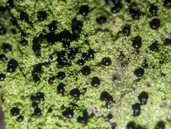 Bacidia schweinitzii