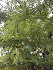 Averrhoa bilimbi