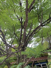 Averrhoa bilimbi