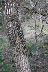 Ehretia anacua