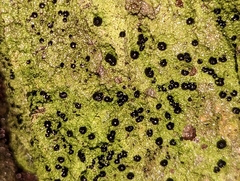 Bacidia schweinitzii