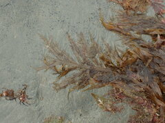 Desmarestia ligulata