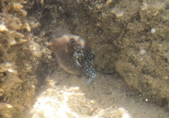 Canthigaster amboinensis