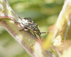 Oechalia schellenbergii