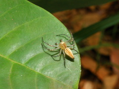 Oxyopes incertus