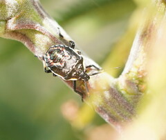 Oechalia schellenbergii