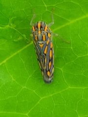 Apogonalia stalii