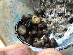 Micrelenchus tenebrosus