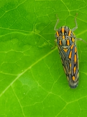 Apogonalia stalii
