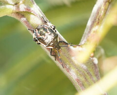 Oechalia schellenbergii