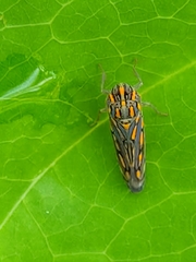 Apogonalia stalii