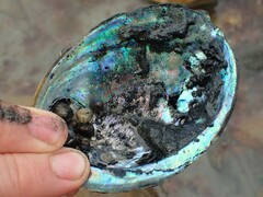 Micrelenchus tenebrosus