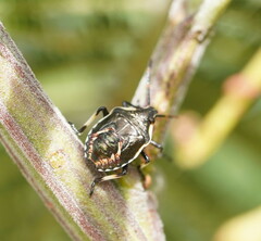 Oechalia schellenbergii