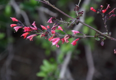 Salvia coccinea