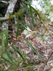 Dendrobium cunninghamii