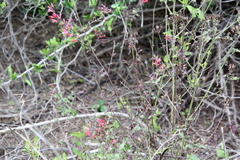 Salvia coccinea