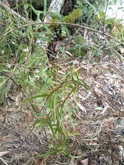 Dendrobium cunninghamii
