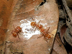 Cephalotes clypeatus