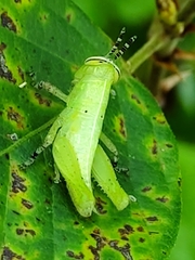 Abracris flavolineata