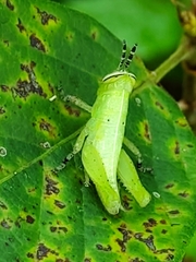 Abracris flavolineata