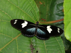 Heliconius doris