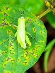 Abracris flavolineata