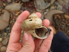 Modelia granosa