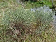 Baccharis articulata