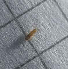 Willowsia nigromaculata