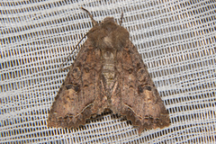 Meterana inchoata