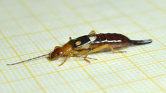 Forficula smyrnensis