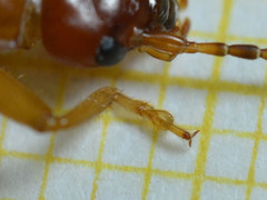 Forficula smyrnensis