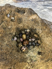 Nerita versicolor