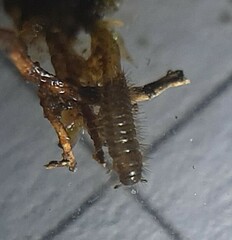 Lagria