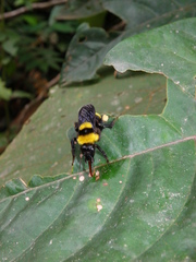 Bombus transversalis