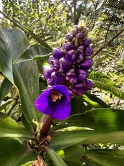 Dichorisandra thyrsiflora