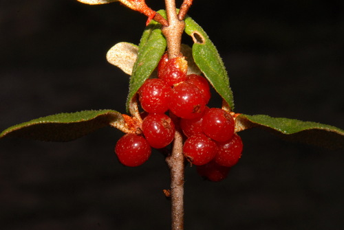 russet buffaloberry (Shepherdia canadensis)