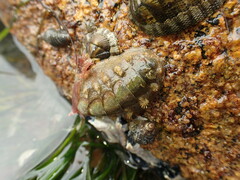 Acanthochitona zelandica