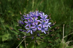 Scilla peruviana