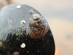 Micrelenchus tessellatus