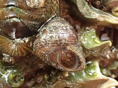 Micrelenchus tessellatus