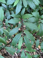 Elatostema reticulatum