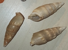 Rhinoclavis vertagus